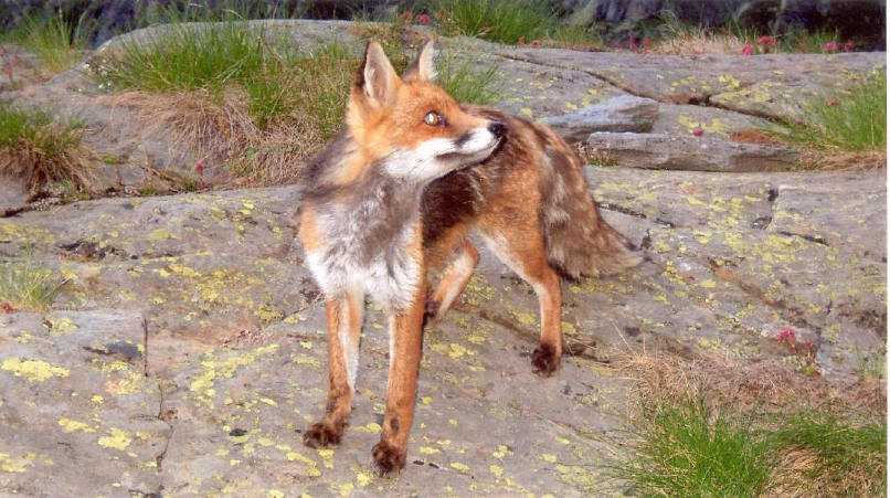 Fauna delle Alpe