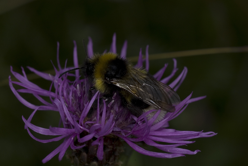Tamron sp 90 + K100D