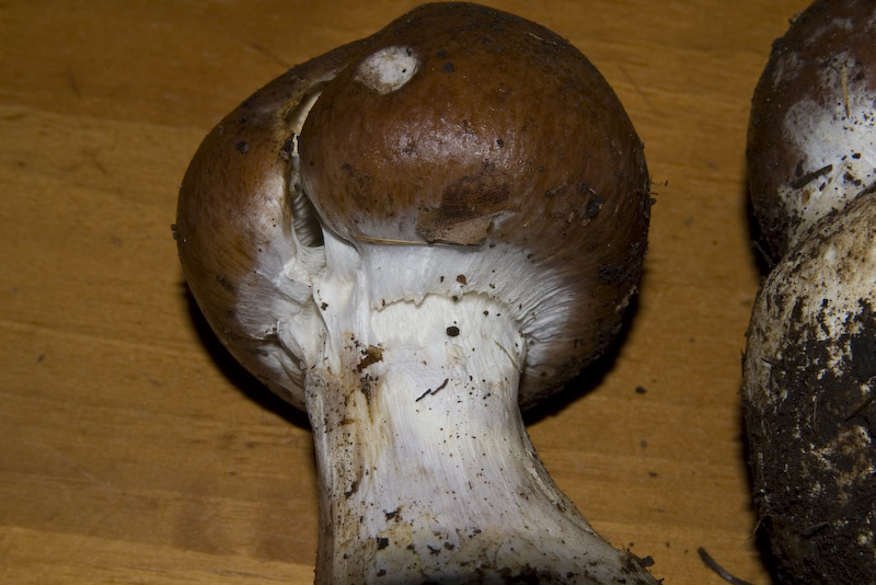 Cortinarius praestans (Cordier) Gillet