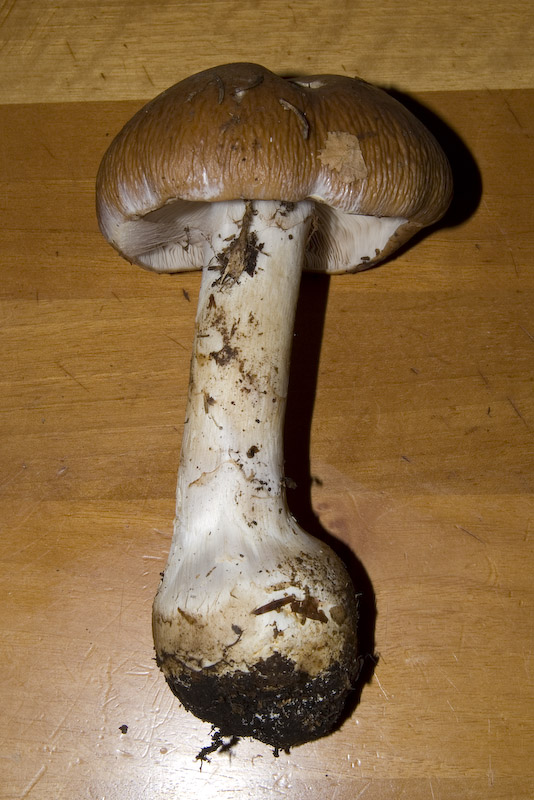 Cortinarius praestans (Cordier) Gillet