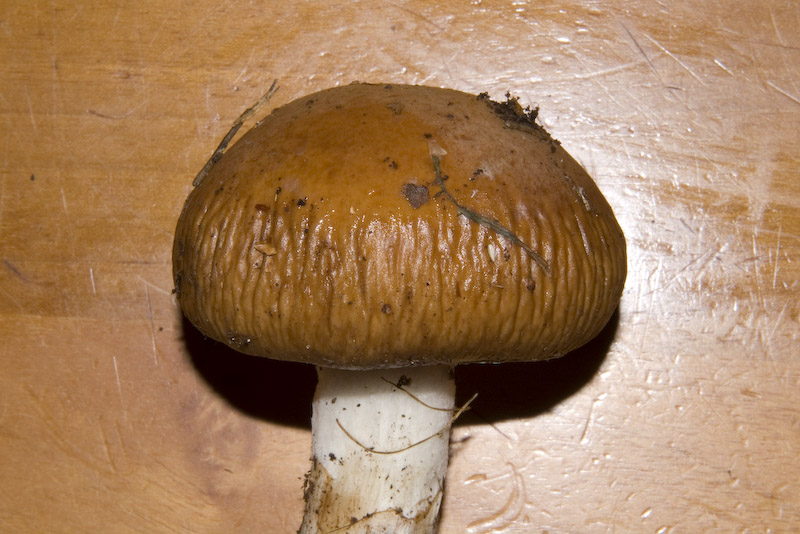 Cortinarius praestans (Cordier) Gillet