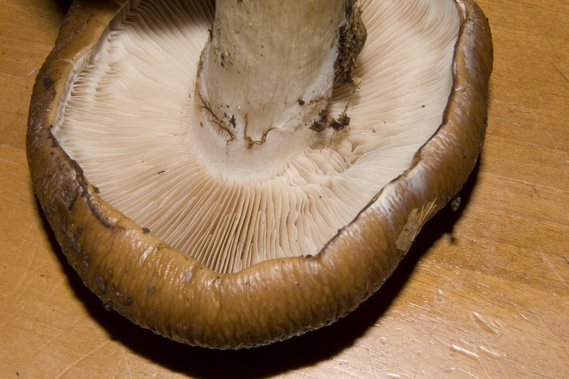 Cortinarius praestans (Cordier) Gillet