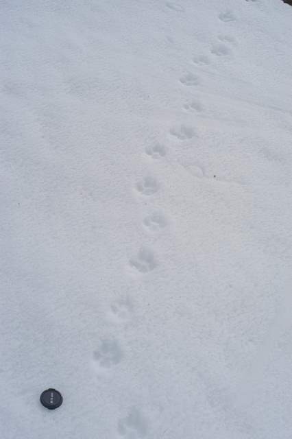 Traccia sulla neve!