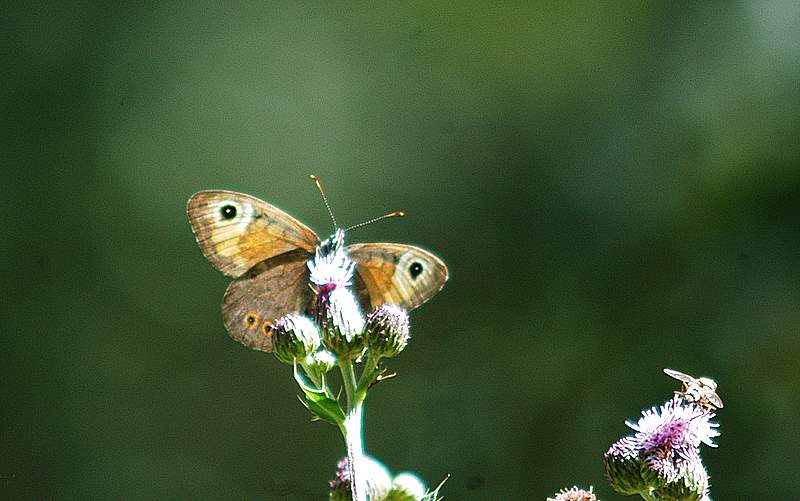 Lasiommata maera