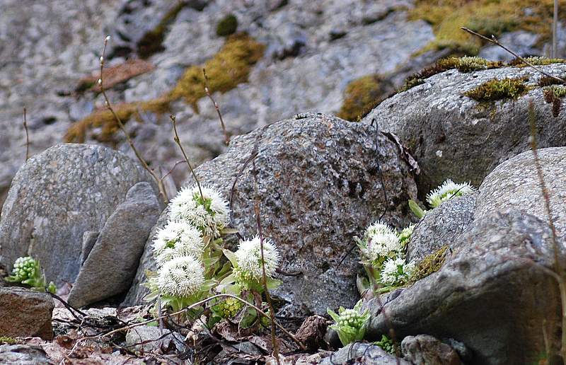 Petasites albus
