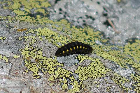 Bruco di Zygaena exulans