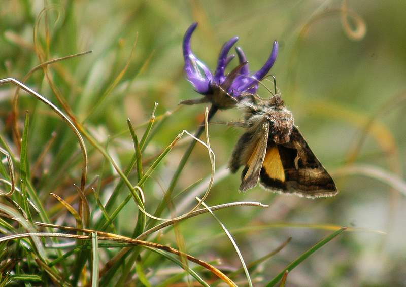 Syngrapha hochenwarthi