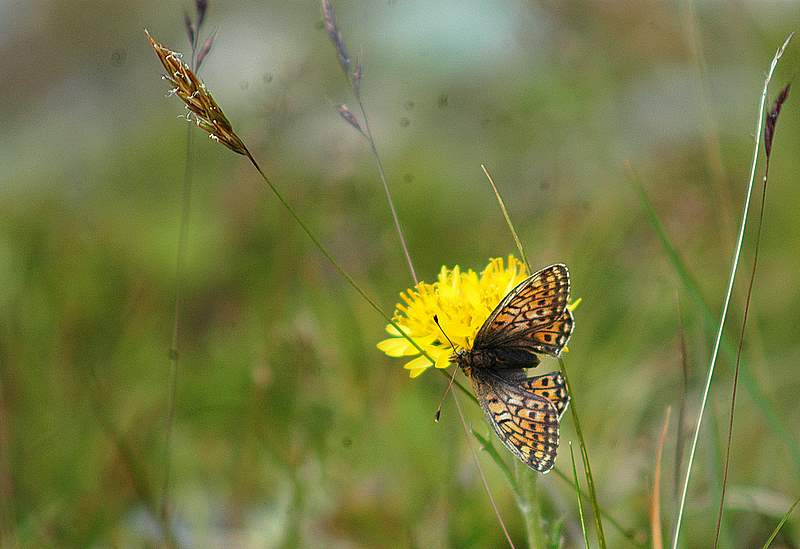 Boloria napaea