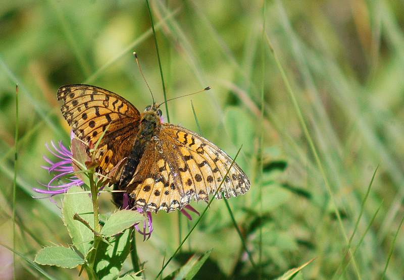 Argynnis