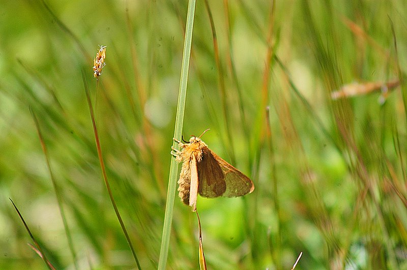 Malacosoma (Malacosoma) alpicolum