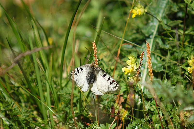 Parnassius phoebus ... finalmente!!!