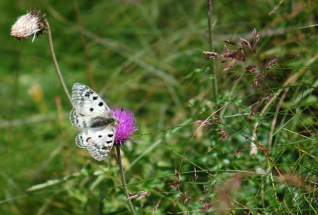 Parnassius phoebus ... finalmente!!!