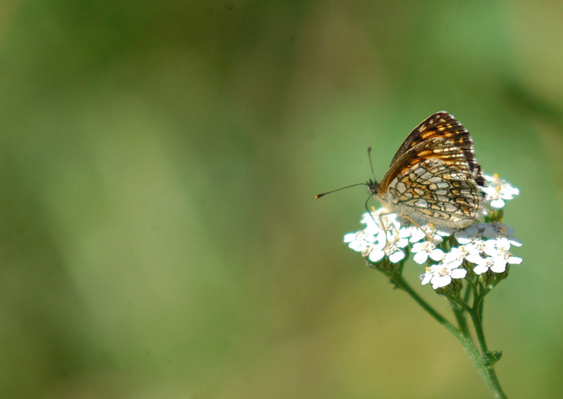 Melitaea athalia