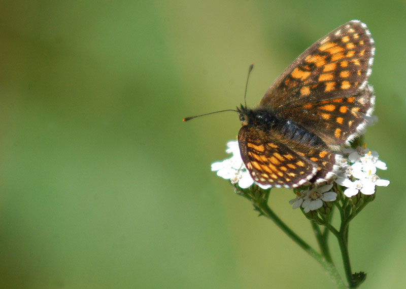 Melitaea athalia