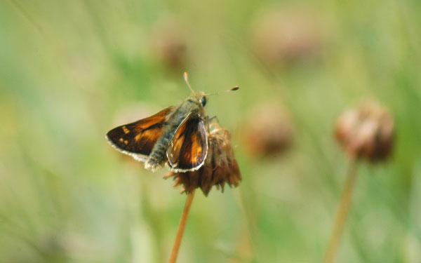 Hesperia comma