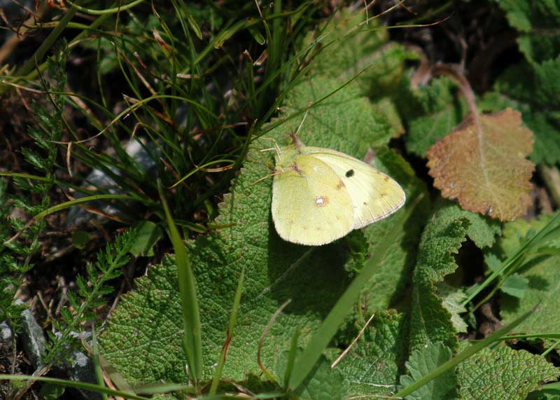 Colias alfacariensis