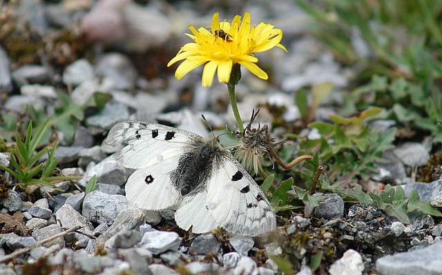 Parnassius phoebus ... finalmente!!!