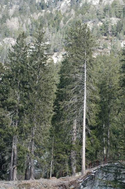 Fotografiamo gli alberi monumentali