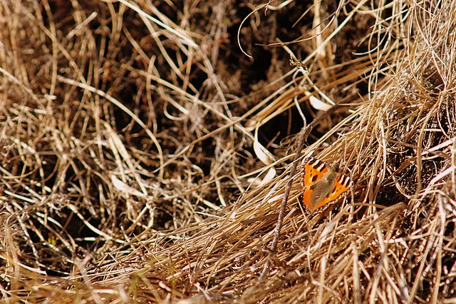 Aglais urticae svernante