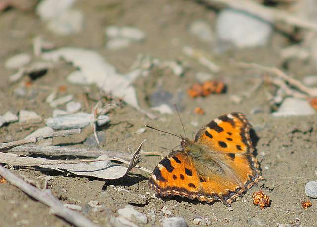 Nymphalis polychloros-Sulle rive dell''Adda!