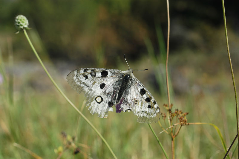 Parnassius apollo