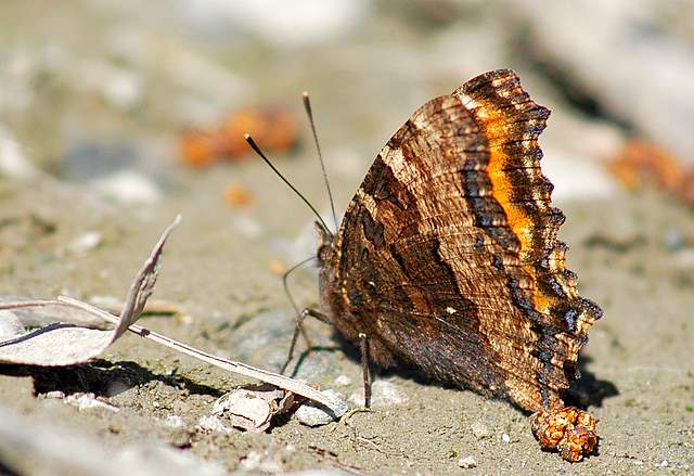 Nymphalis polychloros-Sulle rive dell''Adda!