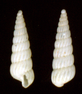 Turbonilla lactea