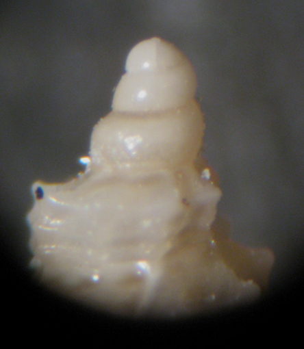 Alghero spiaggia (707/9-83)