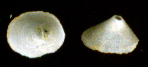 Fissurisepta granulosa