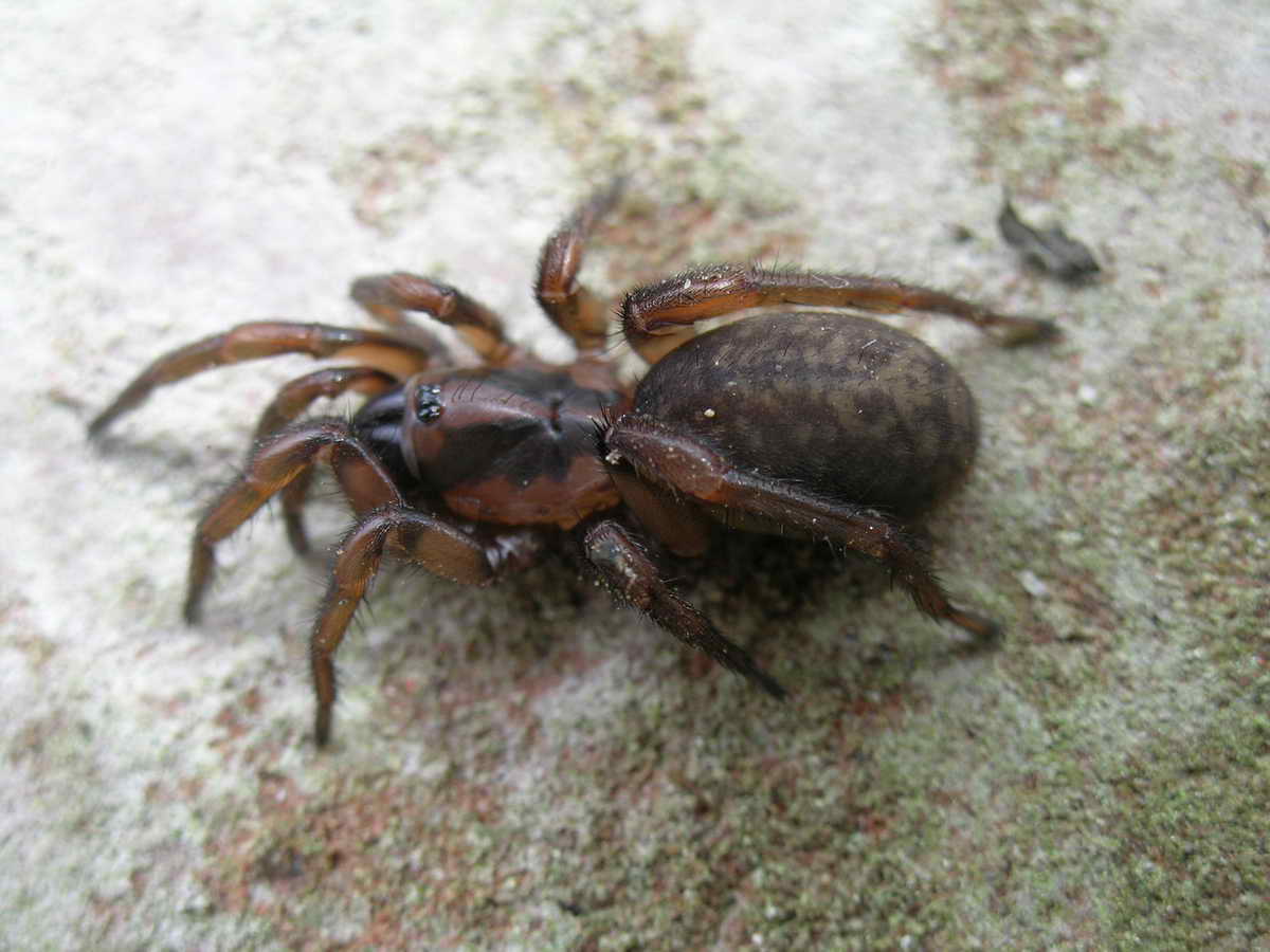 Riconoscimento aracnide: Nemesiidae