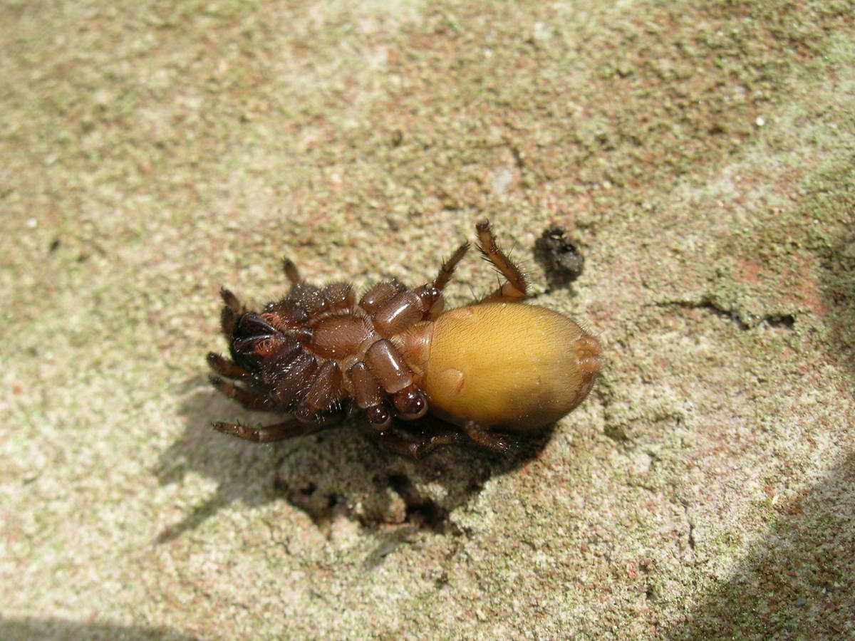 Riconoscimento aracnide: Nemesiidae