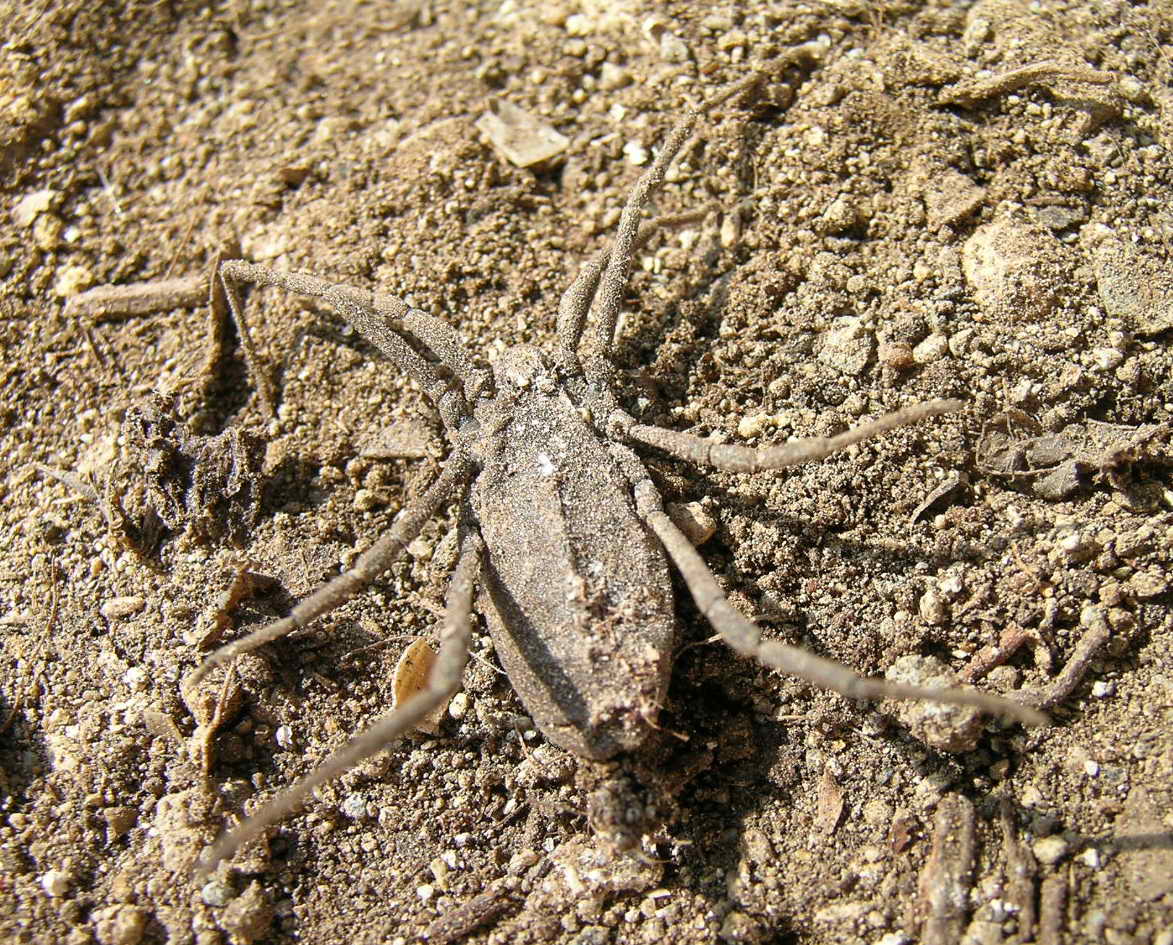 Trogulidae:  Trogulus sp.