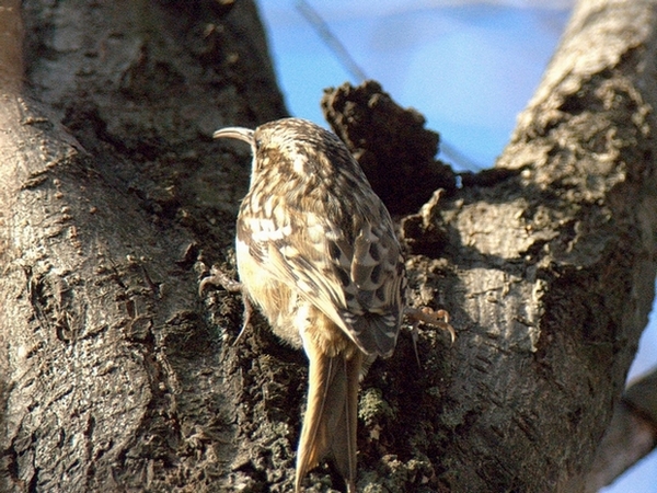 Rampichino Certhia brachydactila