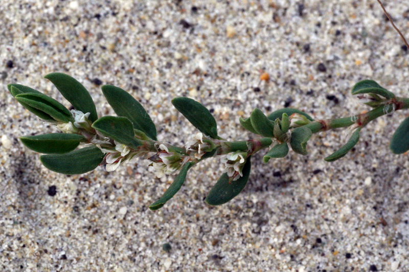 Polygonum maritimum vs. Polygonum robertii