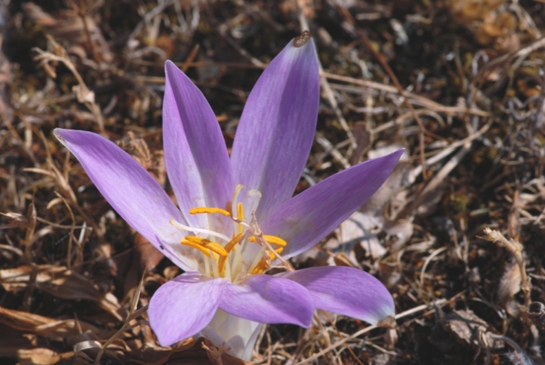 Colchicum autmnale / Colchico autunnale