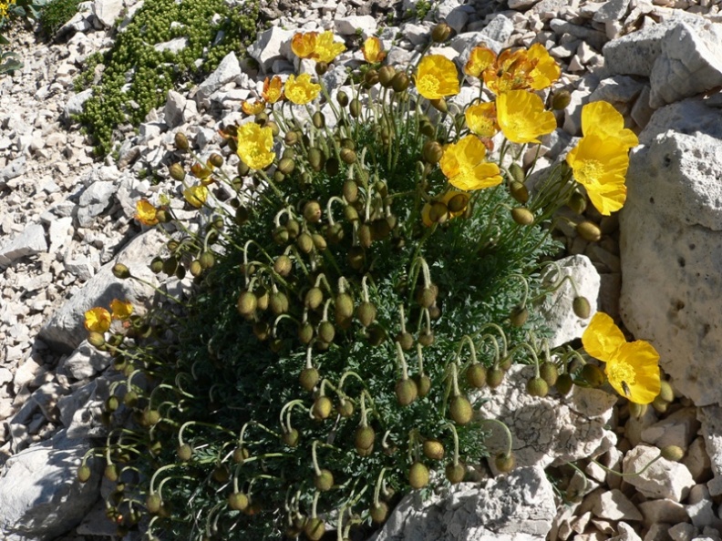 Papaver alpinum s.l.
