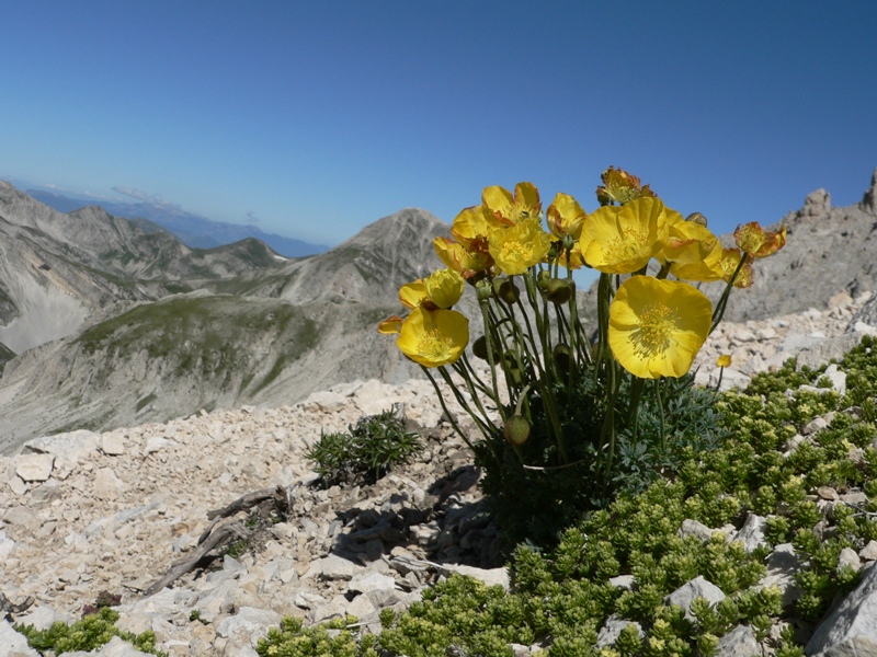 Papaver alpinum s.l.