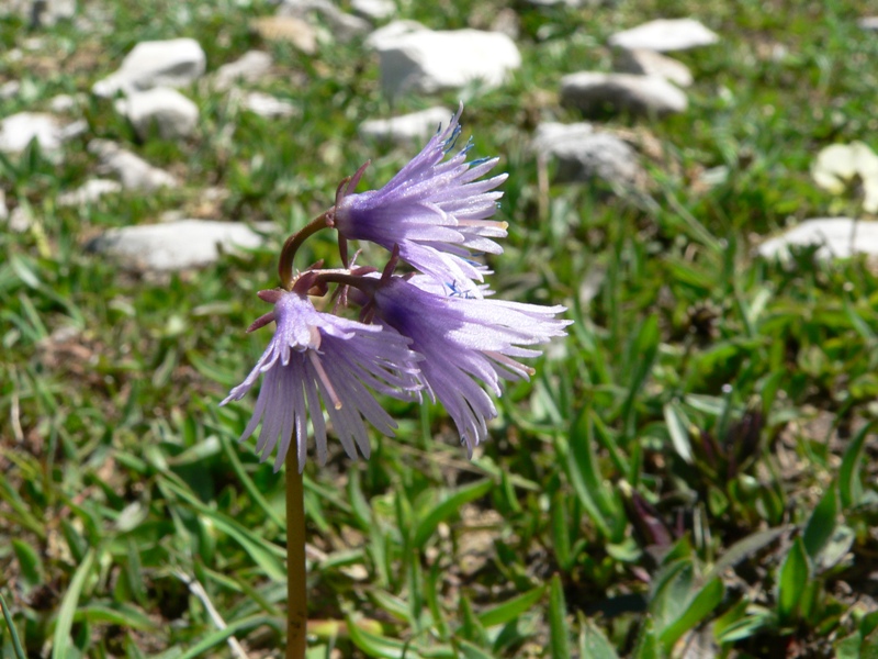 Soldanella alpina / Soldanella comune
