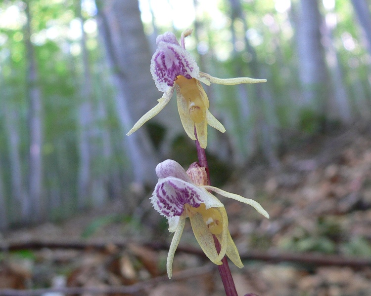 Epipogium aphyllum (ghost orchid)