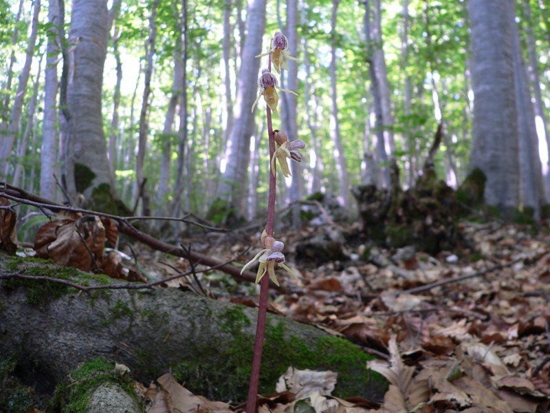 Epipogium aphyllum (ghost orchid)