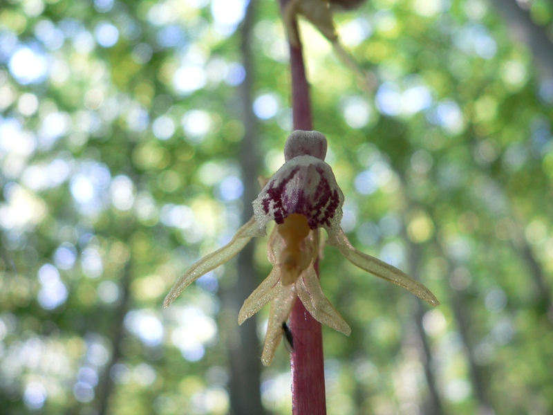 Epipogium aphyllum (ghost orchid)