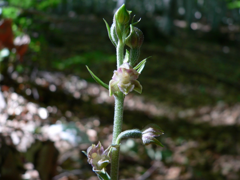 epipactis microphylla