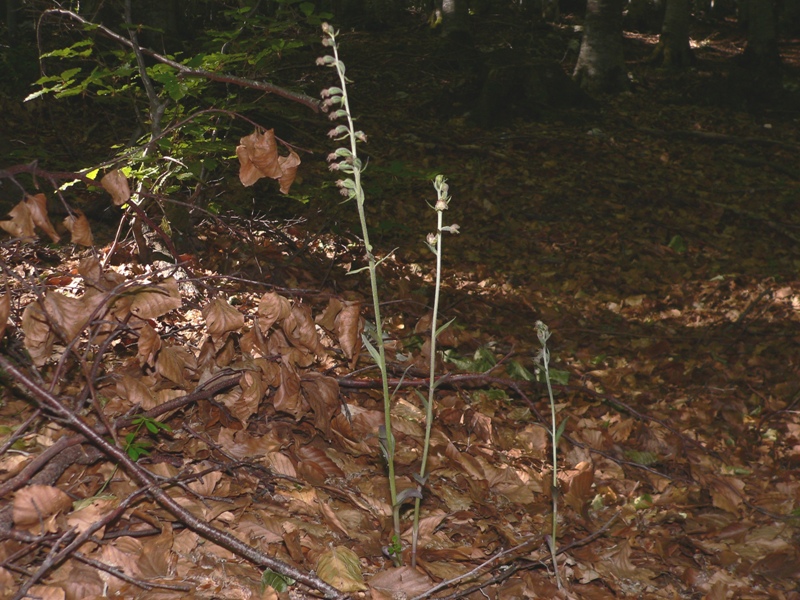 epipactis microphylla