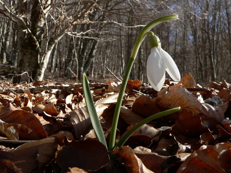 Galanthus nivalis / Bucaneve