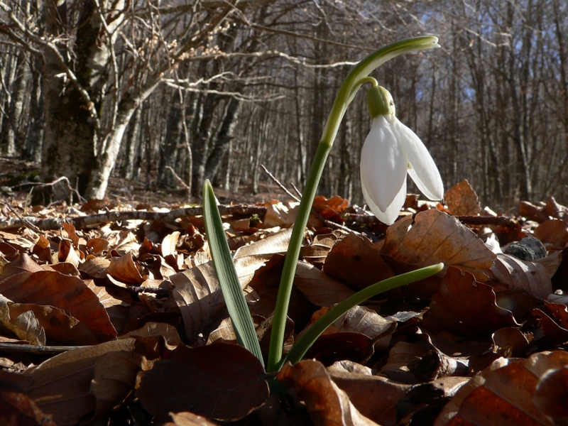 Galanthus nivalis / Bucaneve