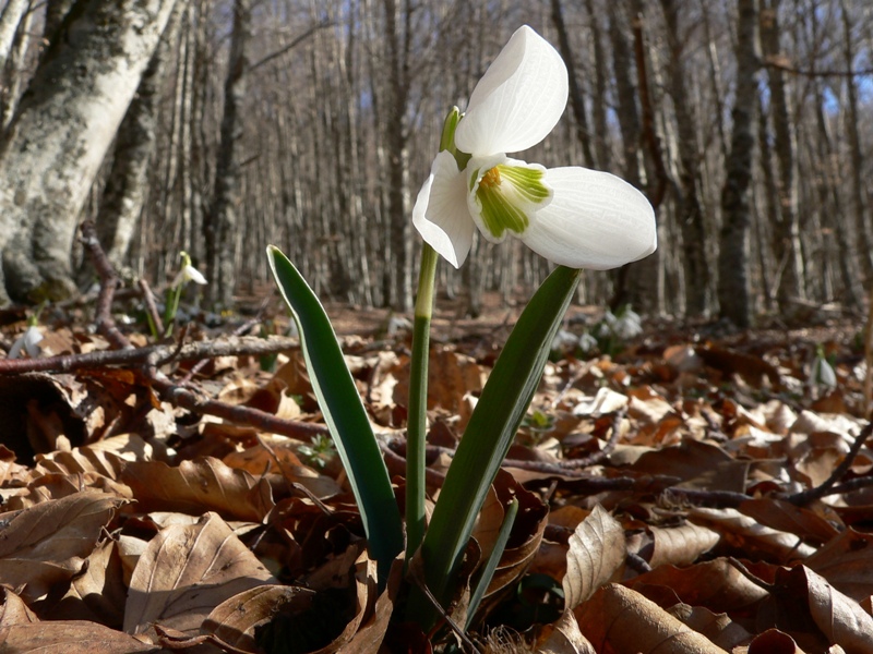 Galanthus nivalis / Bucaneve