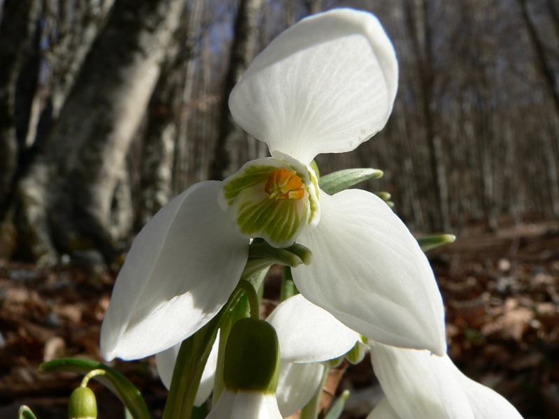 Galanthus nivalis / Bucaneve