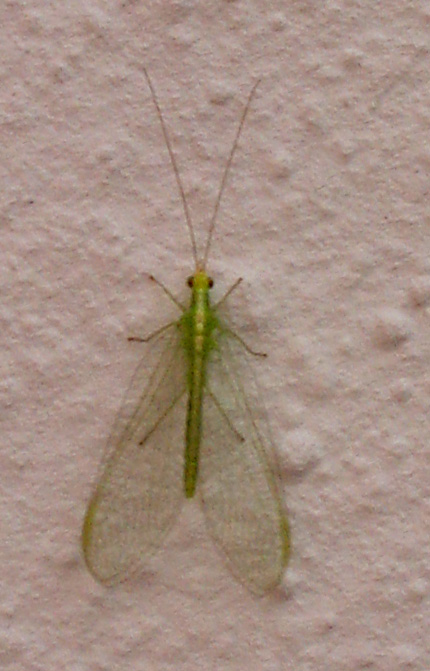 Chrysoperla agilis