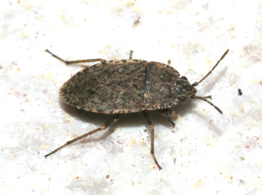 Lygaeidae: Holcocranum e Emblethis