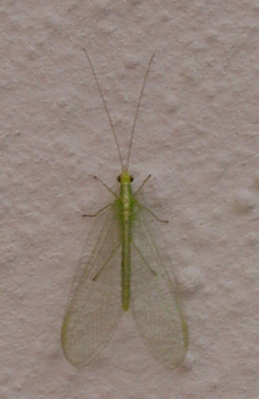 Chrysoperla agilis